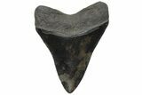 Serrated, Fossil Megalodon Tooth - South Carolina #212070-1